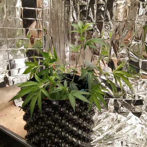 Candy Store RBX -:-:-: Lemon Berry Candy OG - Ethos growlog timeline photo