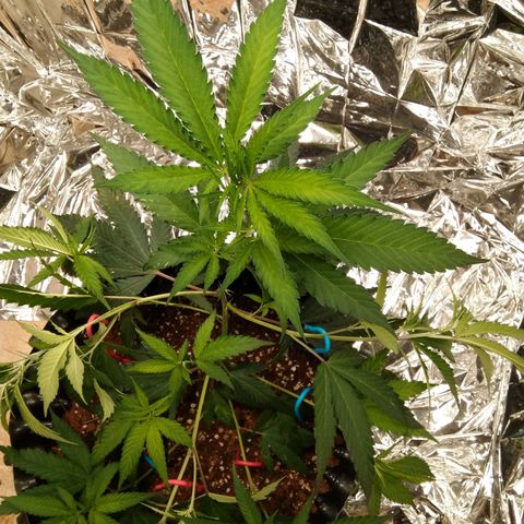 Candy Store RBX -:-:-: Lemon Berry Candy OG - Ethos growlog timeline photo