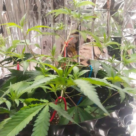 Candy Store RBX -:-:-: Lemon Berry Candy OG - Ethos growlog timeline photo