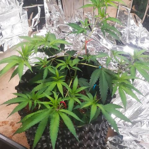 Candy Store RBX -:-:-: Lemon Berry Candy OG - Ethos growlog timeline photo