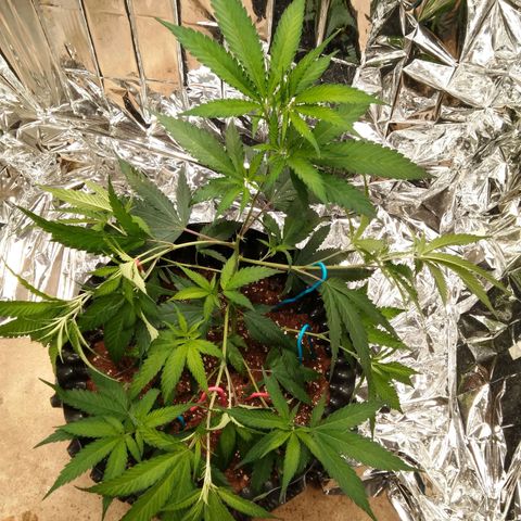 Candy Store RBX -:-:-: Lemon Berry Candy OG - Ethos growlog timeline photo