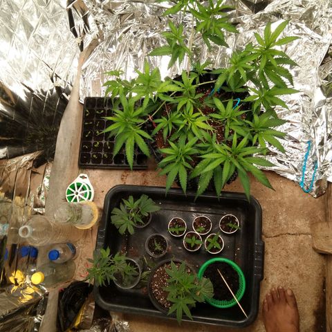 Candy Store RBX -:-:-: Lemon Berry Candy OG - Ethos growlog timeline photo