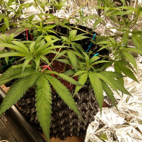 Candy Store RBX -:-:-: Lemon Berry Candy OG - Ethos growlog timeline photo