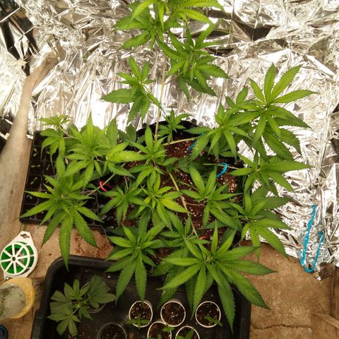 Candy Store RBX -:-:-: Lemon Berry Candy OG - Ethos growlog timeline photo