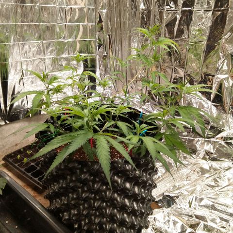Candy Store RBX -:-:-: Lemon Berry Candy OG - Ethos growlog timeline photo