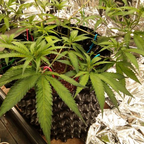 Candy Store RBX -:-:-: Lemon Berry Candy OG - Ethos growlog timeline photo