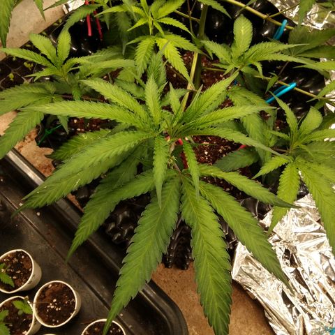 Candy Store RBX -:-:-: Lemon Berry Candy OG - Ethos growlog timeline photo