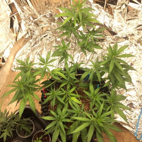 Candy Store RBX -:-:-: Lemon Berry Candy OG - Ethos growlog timeline photo