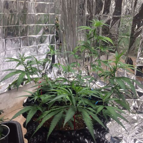 Candy Store RBX -:-:-: Lemon Berry Candy OG - Ethos growlog timeline photo