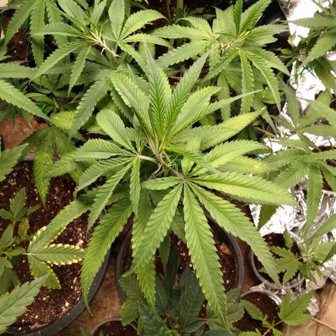 Candy Store RBX -:-:-: Lemon Berry Candy OG - Ethos growlog timeline photo