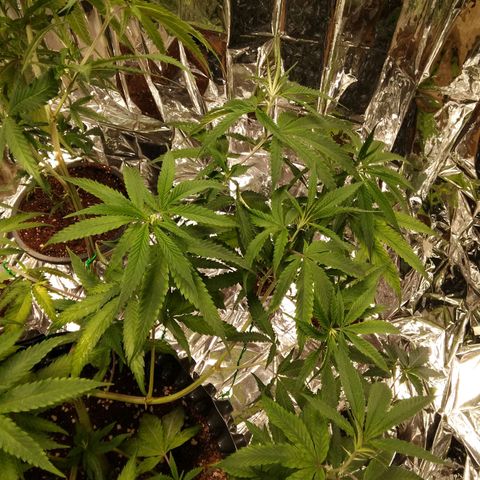 Candy Store RBX -:-:-: Lemon Berry Candy OG - Ethos growlog timeline photo