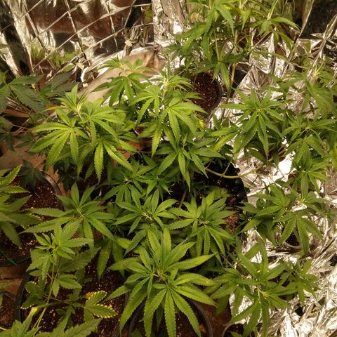 Candy Store RBX -:-:-: Lemon Berry Candy OG - Ethos growlog timeline photo