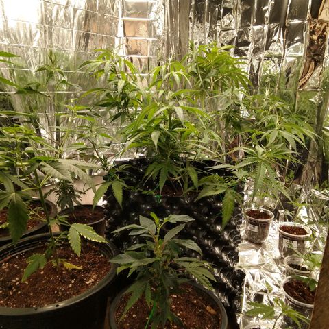 Candy Store RBX -:-:-: Lemon Berry Candy OG - Ethos growlog timeline photo