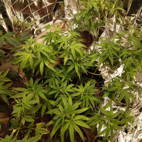 Candy Store RBX -:-:-: Lemon Berry Candy OG - Ethos growlog timeline photo