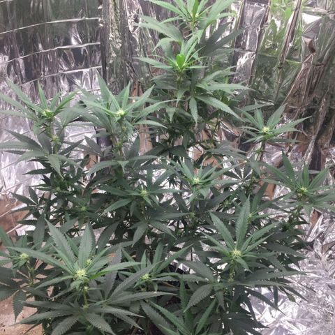 Candy Store RBX -:-:-: Lemon Berry Candy OG - Ethos growlog timeline photo