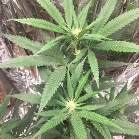 Candy Store RBX -:-:-: Lemon Berry Candy OG - Ethos growlog timeline photo