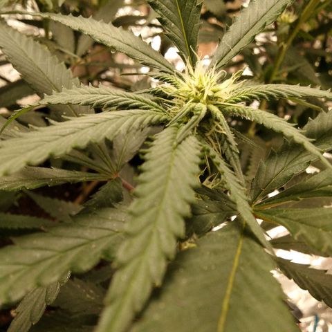 Candy Store RBX -:-:-: Lemon Berry Candy OG - Ethos growlog timeline photo