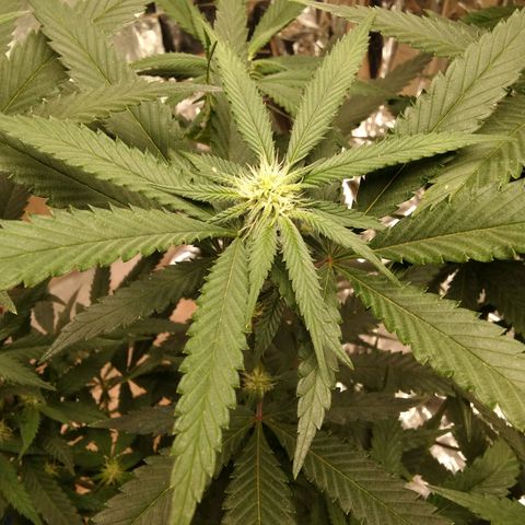 Candy Store RBX -:-:-: Lemon Berry Candy OG - Ethos growlog timeline photo