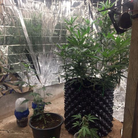 Candy Store RBX -:-:-: Lemon Berry Candy OG - Ethos growlog timeline photo