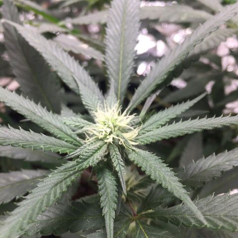 Candy Store RBX -:-:-: Lemon Berry Candy OG - Ethos growlog timeline photo
