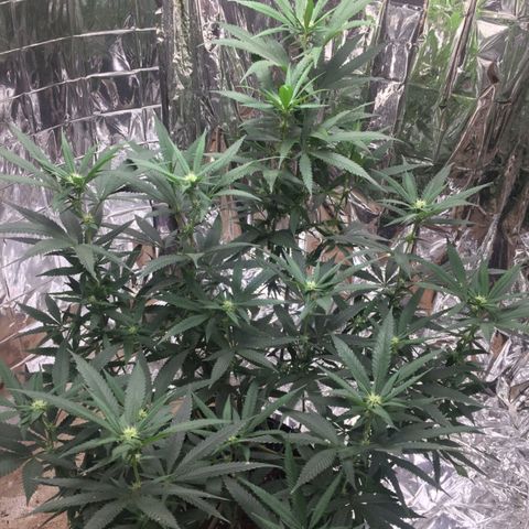 Candy Store RBX -:-:-: Lemon Berry Candy OG - Ethos growlog timeline photo