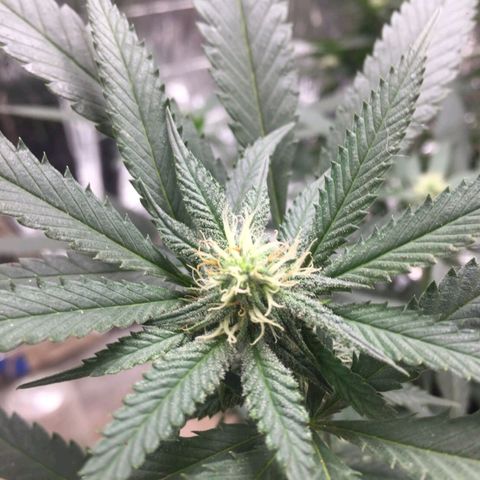 Candy Store RBX -:-:-: Lemon Berry Candy OG - Ethos growlog timeline photo