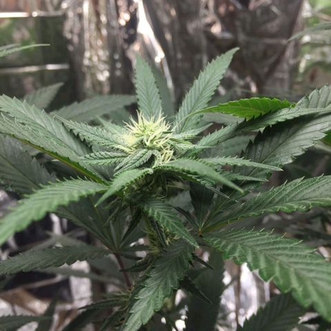Candy Store RBX -:-:-: Lemon Berry Candy OG - Ethos growlog timeline photo