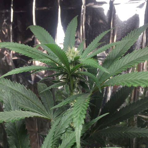 Candy Store RBX -:-:-: Lemon Berry Candy OG - Ethos growlog timeline photo