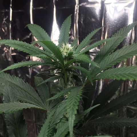 Candy Store RBX -:-:-: Lemon Berry Candy OG - Ethos growlog timeline photo