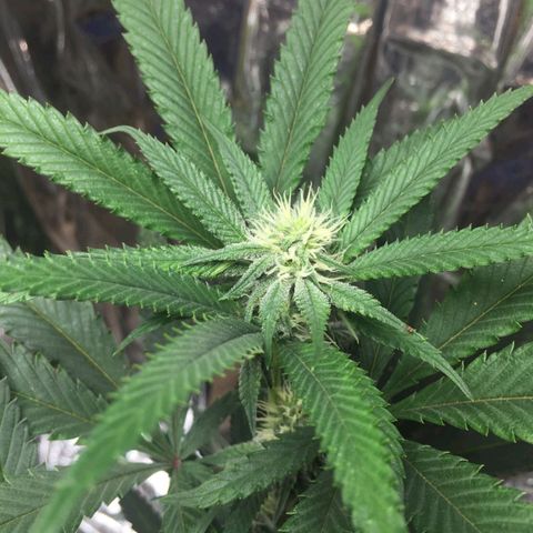 Candy Store RBX -:-:-: Lemon Berry Candy OG - Ethos growlog timeline photo