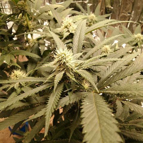 Candy Store RBX -:-:-: Lemon Berry Candy OG - Ethos growlog timeline photo