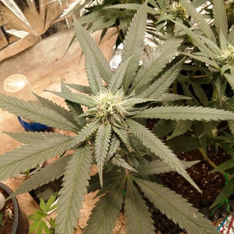 Candy Store RBX -:-:-: Lemon Berry Candy OG - Ethos growlog timeline photo