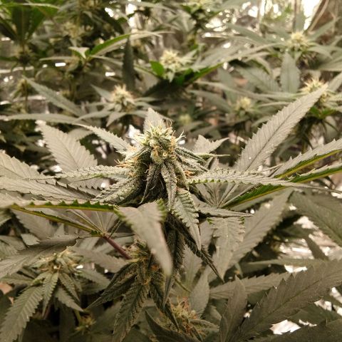 Candy Store RBX -:-:-: Lemon Berry Candy OG - Ethos growlog timeline photo
