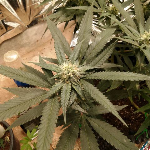 Candy Store RBX -:-:-: Lemon Berry Candy OG - Ethos growlog timeline photo