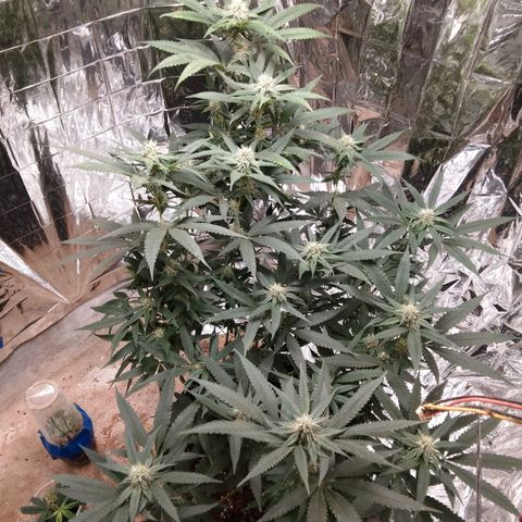 Candy Store RBX -:-:-: Lemon Berry Candy OG - Ethos growlog timeline photo