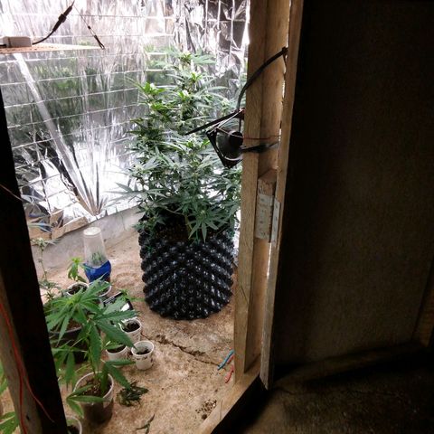 Candy Store RBX -:-:-: Lemon Berry Candy OG - Ethos growlog timeline photo