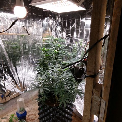 Candy Store RBX -:-:-: Lemon Berry Candy OG - Ethos growlog timeline photo