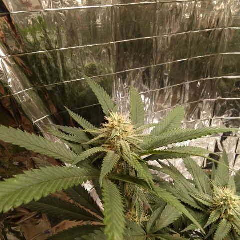 Candy Store RBX -:-:-: Lemon Berry Candy OG - Ethos growlog timeline photo