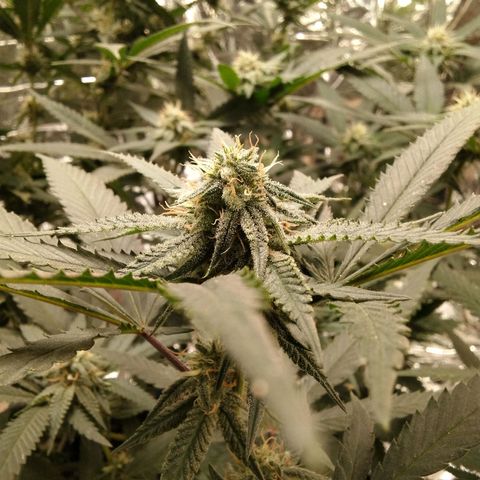Candy Store RBX -:-:-: Lemon Berry Candy OG - Ethos growlog timeline photo