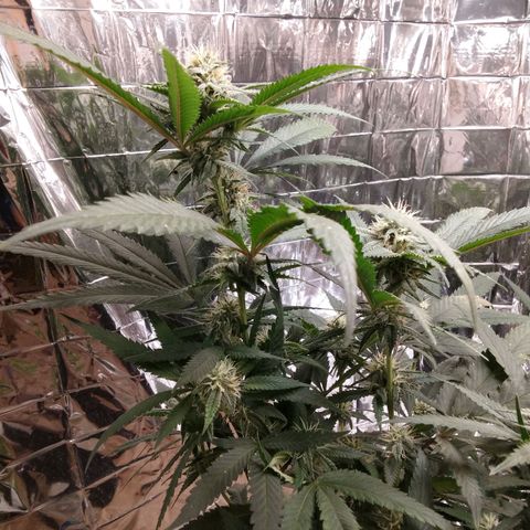 Candy Store RBX -:-:-: Lemon Berry Candy OG - Ethos growlog timeline photo