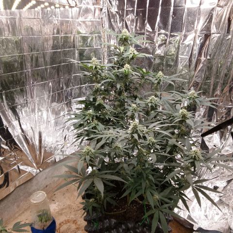 Candy Store RBX -:-:-: Lemon Berry Candy OG - Ethos growlog timeline photo