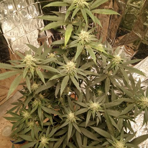 Candy Store RBX -:-:-: Lemon Berry Candy OG - Ethos growlog timeline photo