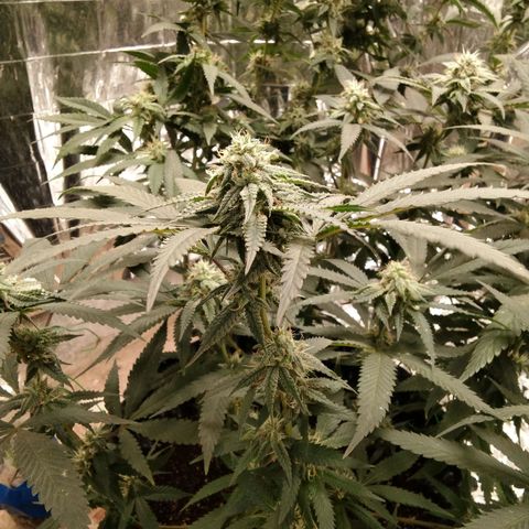 Candy Store RBX -:-:-: Lemon Berry Candy OG - Ethos growlog timeline photo