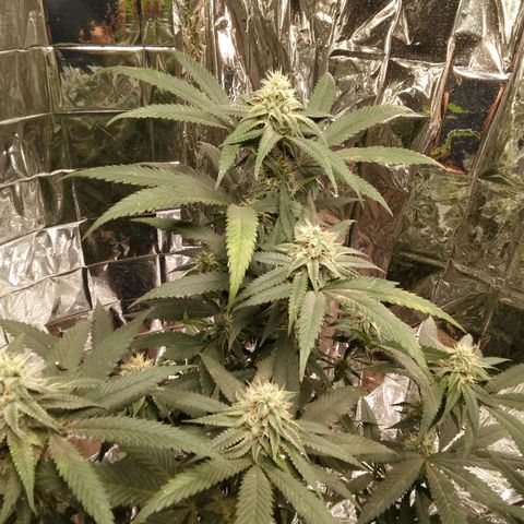 Candy Store RBX -:-:-: Lemon Berry Candy OG - Ethos growlog timeline photo