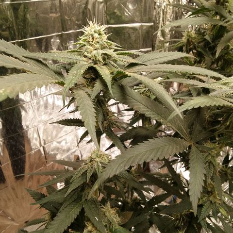 Candy Store RBX -:-:-: Lemon Berry Candy OG - Ethos growlog timeline photo