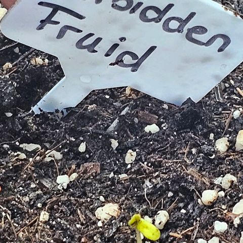 Forbidden Fruit  growlog photo: Das erste mal ist etwas zu sehen!