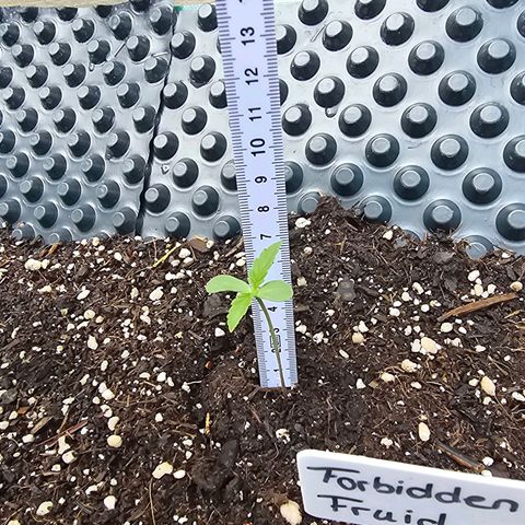Forbidden Fruit  growlog timeline photo