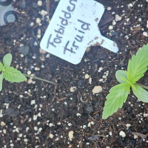 Forbidden Fruit  growlog timeline photo
