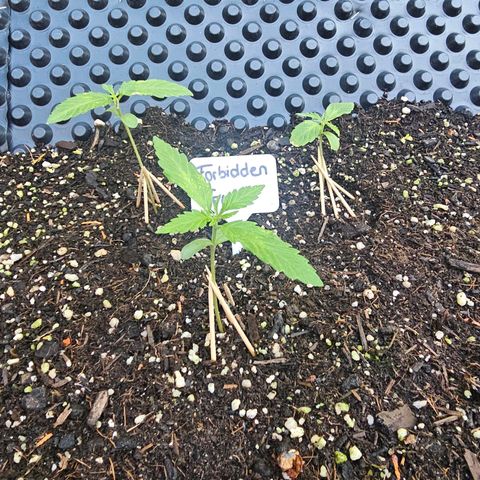 Forbidden Fruit  growlog timeline photo