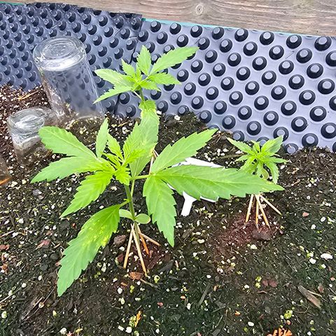 Forbidden Fruit  growlog timeline photo